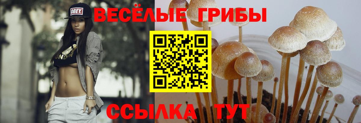 Галлюциногенные грибы Cubensis Севастополь